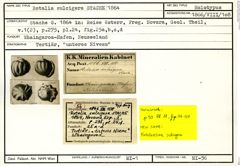 Karteikarte zum Holotyp von Rotalia sulcigera Stache, 1864